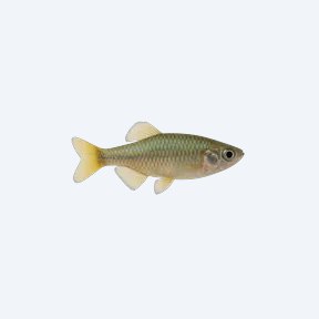 Girardinus metallicus (Girardinus metallicus) in a planted freshwater aquarium