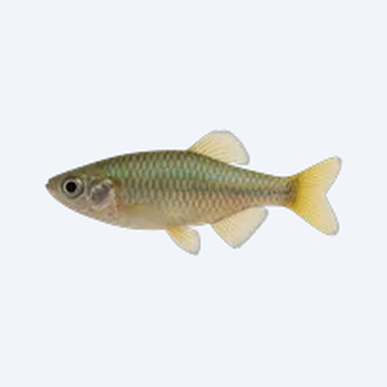 Girardinus metallicus (Girardinus metallicus) in a freshwater aquarium