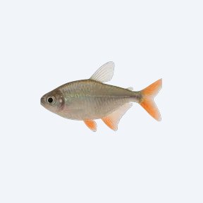 Glass Bloodfin Tetra (Characidae sp.) in a planted freshwater aquarium
