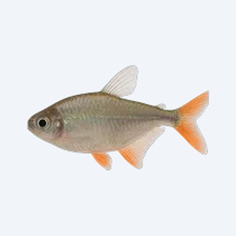 Glass Bloodfin Tetra (Characidae sp.) in a freshwater aquarium