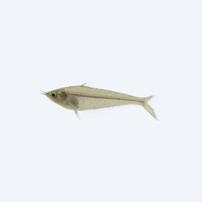 Glass Catfish (Kryptopterus vitreolus) in a planted freshwater aquarium