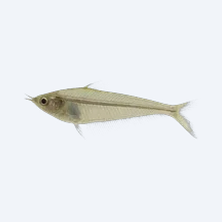 Glass Catfish (Kryptopterus vitreolus) in a freshwater aquarium