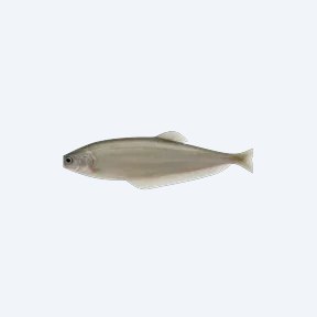 Glass Knifefish (Eigenmannia virescens) in a planted freshwater aquarium