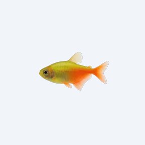 GloFish Tetra (Gymnocorymbus ternetzi (GM)) in a planted freshwater aquarium