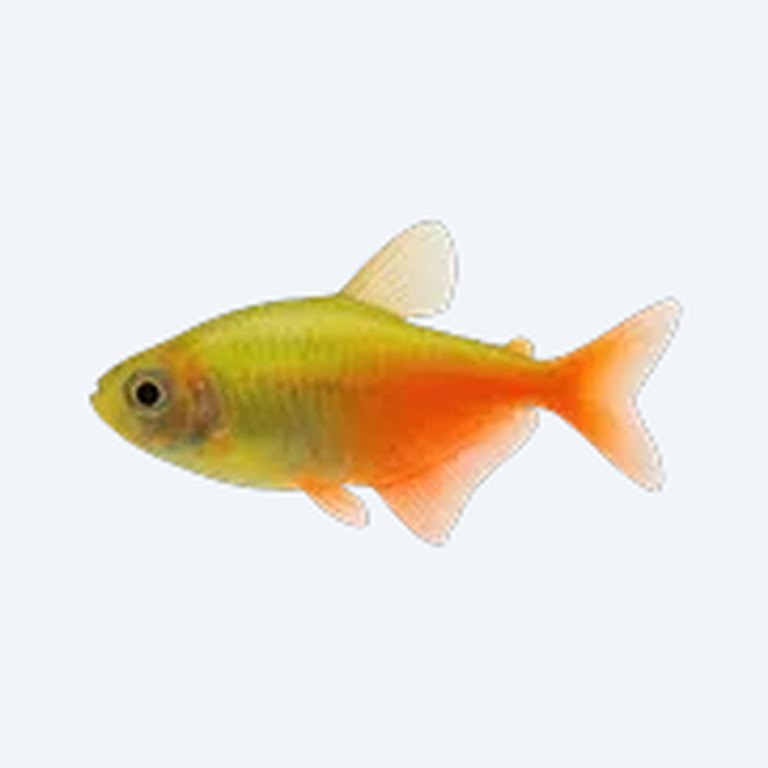 GloFish Tetra (Gymnocorymbus ternetzi (GM)) in a freshwater aquarium