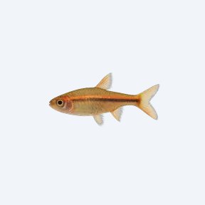Glowlight Rasbora (Rasbora sp.) in a planted freshwater aquarium