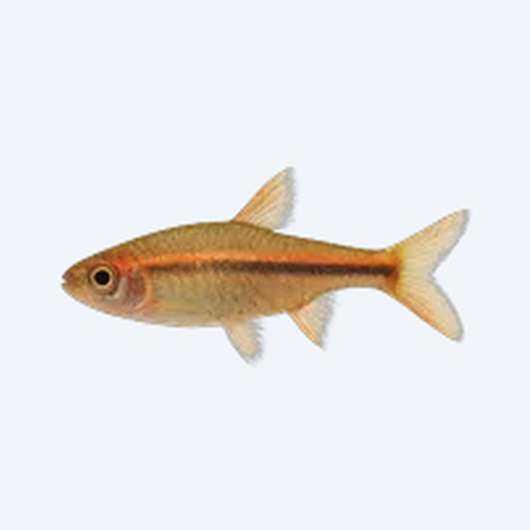 Glowlight Rasbora (Rasbora sp.) in a planted freshwater aquarium