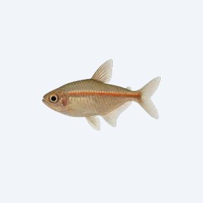 Glowlight Tetra (Hemigrammus erythrozonus) in a planted freshwater aquarium