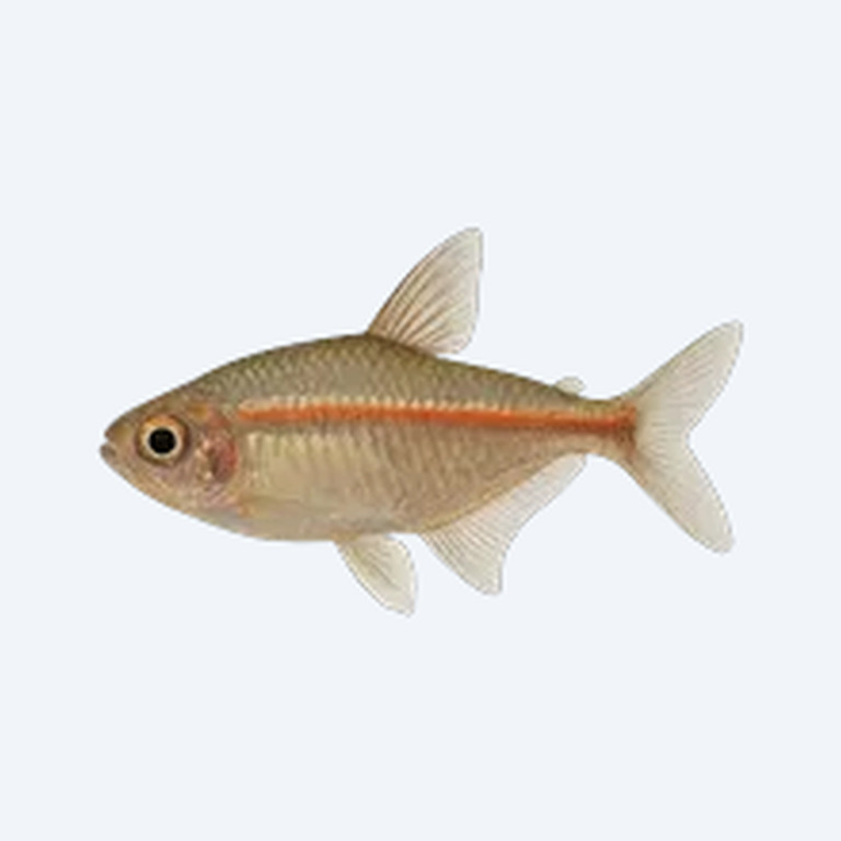 Glowlight Tetra (Hemigrammus erythrozonus) in a planted freshwater aquarium