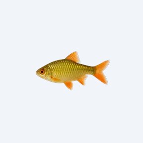 Gold Barb (Barbodes semifasciolatus) in a planted freshwater aquarium