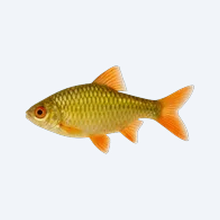 Gold Barb (Barbodes semifasciolatus) in a freshwater aquarium