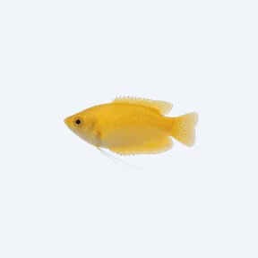 Gold Gourami (Trichogaster trichopterus) in a planted freshwater aquarium