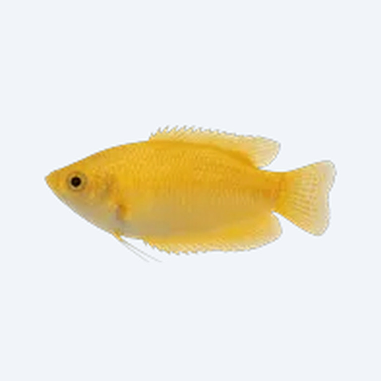 Gold Gourami (Trichogaster trichopterus) in a freshwater aquarium