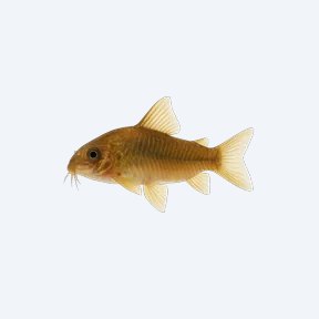 Gold Laser Cory (Corydoras sp.) in a planted freshwater aquarium