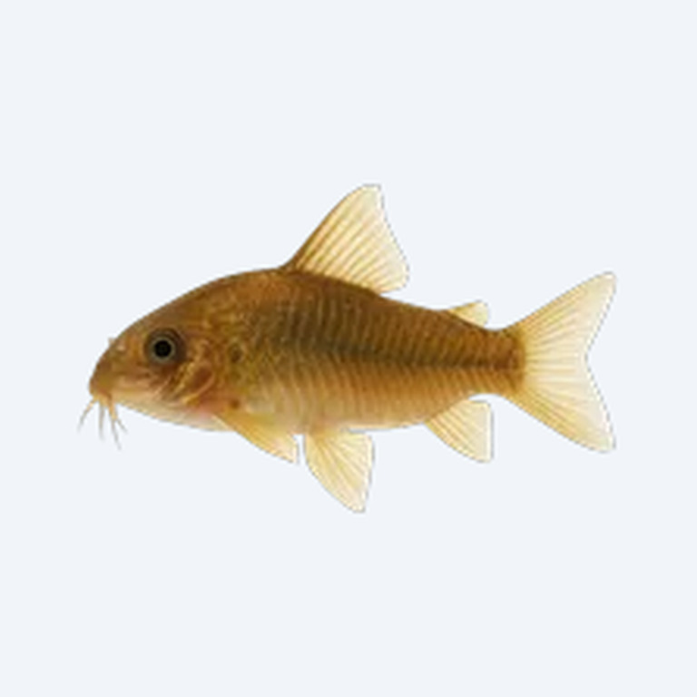 Gold Laser Cory (Corydoras sp.) in a freshwater aquarium