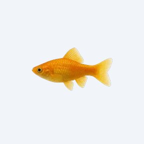 Gold Molly (Poecilia sphenops) in a planted freshwater aquarium