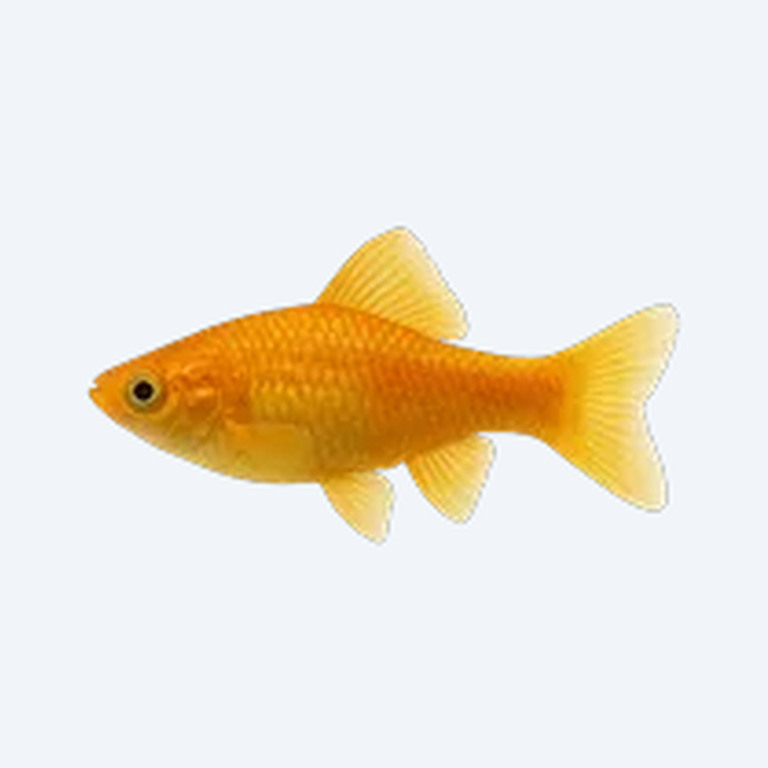 Gold Molly (Poecilia sphenops) in a planted freshwater aquarium