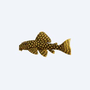 Gold Nugget Pleco (Baryancistrus xanthellus) in a planted freshwater aquarium