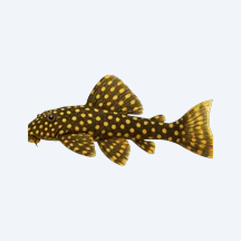 Gold Nugget Pleco (Baryancistrus xanthellus) in a planted freshwater aquarium
