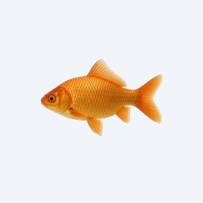 Gold Saum (Andinoacara rivulatus) in a planted freshwater aquarium