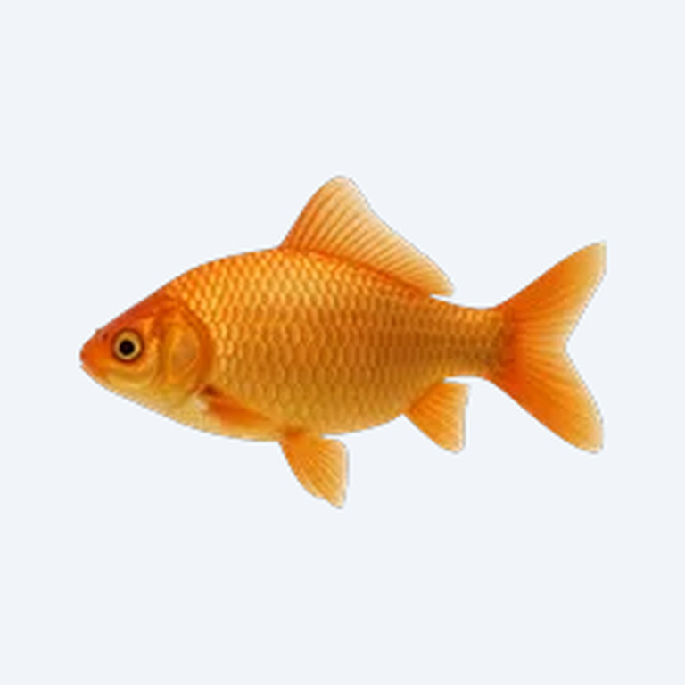 Gold Saum (Andinoacara rivulatus) in a planted freshwater aquarium