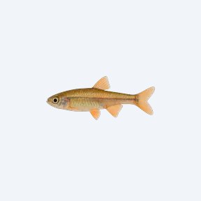 Gold White Cloud Mountain Minnow (Tanichthys albonubes) in a planted freshwater aquarium