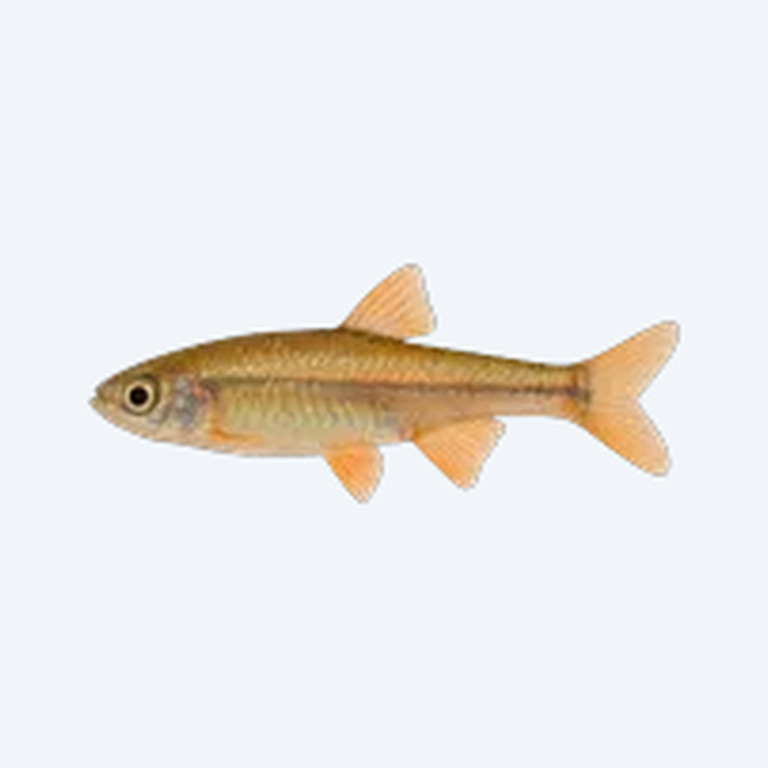Gold White Cloud Mountain Minnow (Tanichthys albonubes) in a planted freshwater aquarium