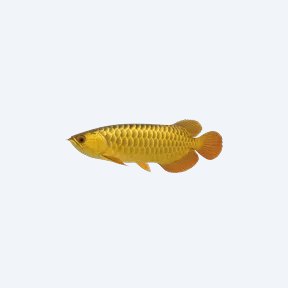 Golden Arowana (Scleropages formosus) in a planted freshwater aquarium