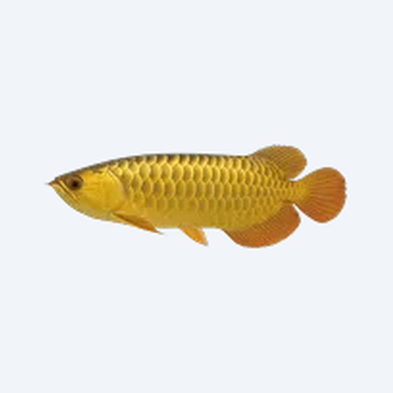 Golden Arowana (Scleropages formosus) in a freshwater aquarium