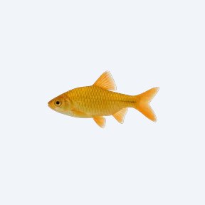 Golden Barb (Puntius semifasciolatus) in a planted freshwater aquarium