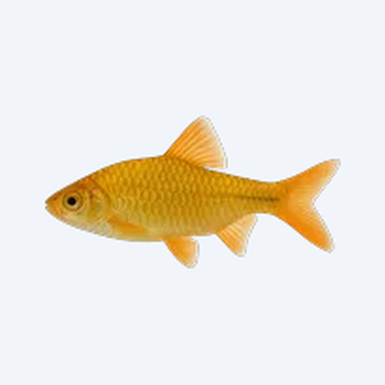 Golden Barb (Puntius semifasciolatus) in a planted freshwater aquarium