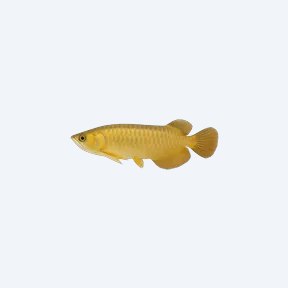 Golden Crossback Arowana (Scleropages formosus) in a planted freshwater aquarium