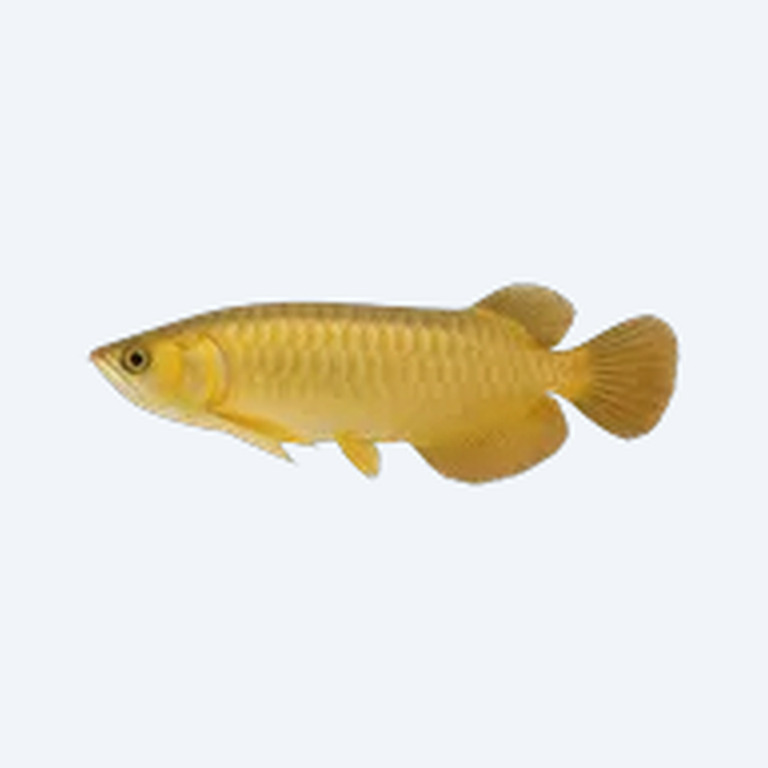 Golden Crossback Arowana (Scleropages formosus) in a freshwater aquarium