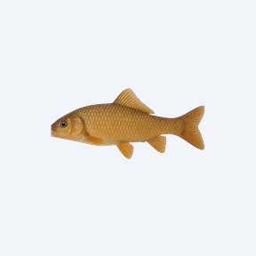 Golden Dwarf Sucker (Otocinclus affinis) in a planted freshwater aquarium