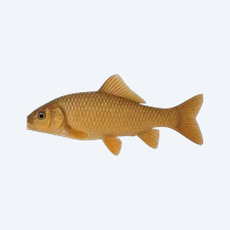Golden Dwarf Sucker (Otocinclus affinis) in a planted freshwater aquarium