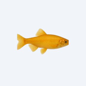 Golden Julie (Cichlidae sp.) in a planted freshwater aquarium