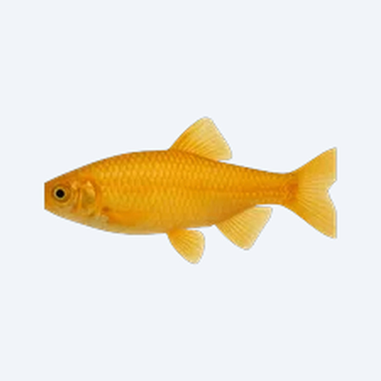 Golden Julie (Cichlidae sp.) in a freshwater aquarium