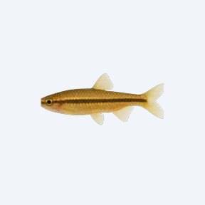Golden Pencilfish (Nannostomus sp.) in a planted freshwater aquarium