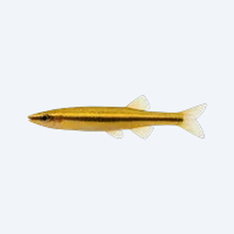 Golden Pencilfish (Nannostomus sp.) in a planted freshwater aquarium