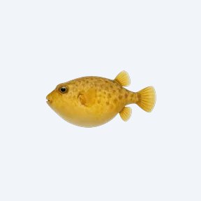 Golden Puffer (Tetraodontidae sp.) in a planted freshwater aquarium