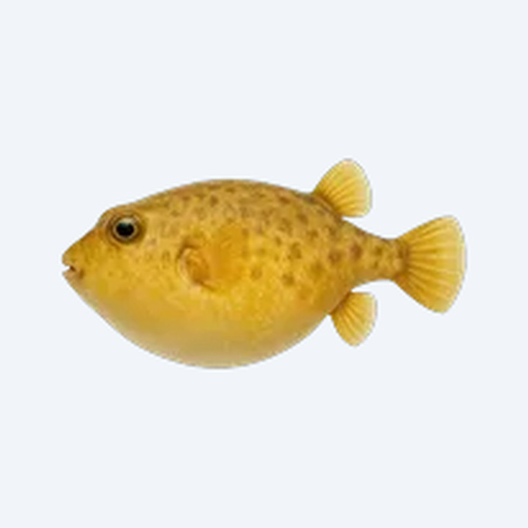 Golden Puffer (Tetraodontidae sp.) in a freshwater aquarium