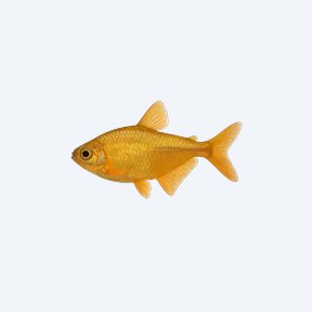 Golden Tetra (Characidae sp.) in a planted freshwater aquarium