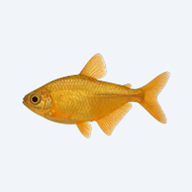 Golden Tetra (Characidae sp.) in a freshwater aquarium