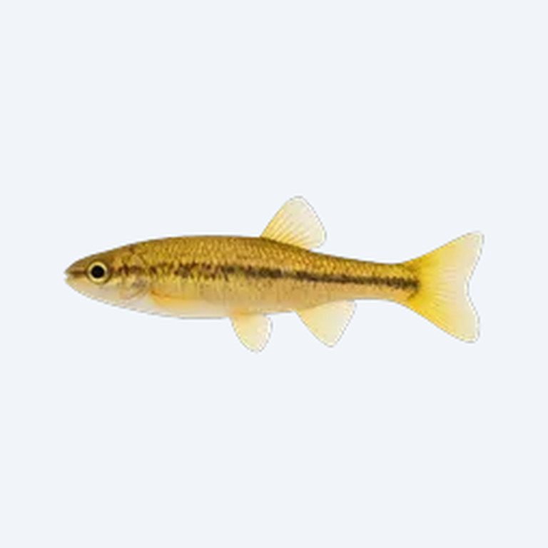 Golden Toppminnow (Fundulus chrysotus) in a freshwater aquarium