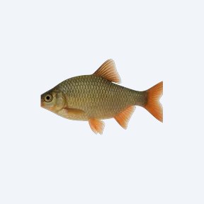 Great Ramshorn (Planorbarius corneus) in a planted freshwater aquarium