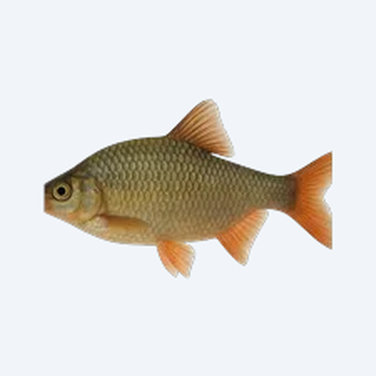 Great Ramshorn (Planorbarius corneus) in a planted freshwater aquarium