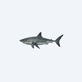 Great White Shark (Carcharodon carcharias) in a planted freshwater aquarium