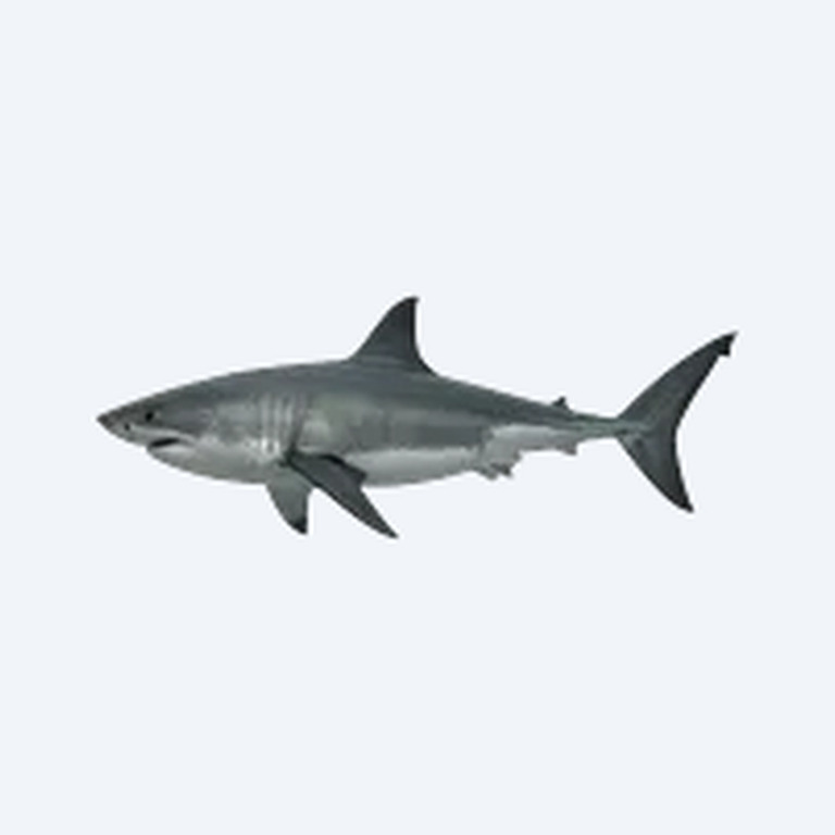 Great White Shark (Carcharodon carcharias) in a freshwater aquarium