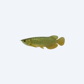 Green Arowana (Scleropages formosus) in a planted freshwater aquarium