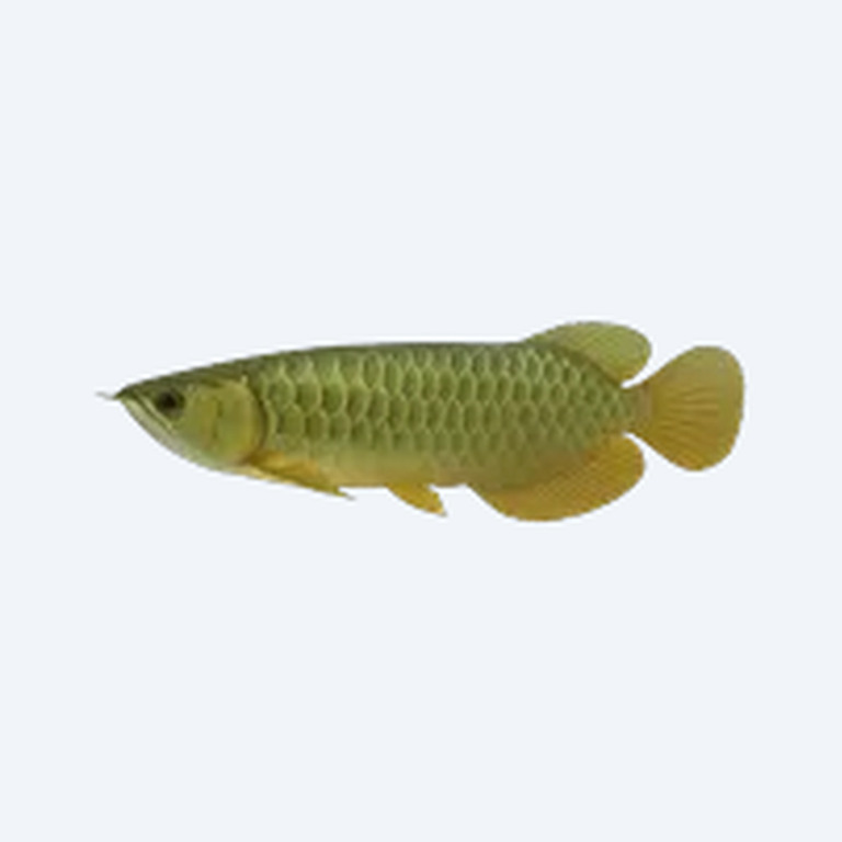 Green Arowana (Scleropages formosus) in a freshwater aquarium